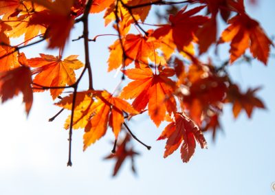 Autumn in Japan